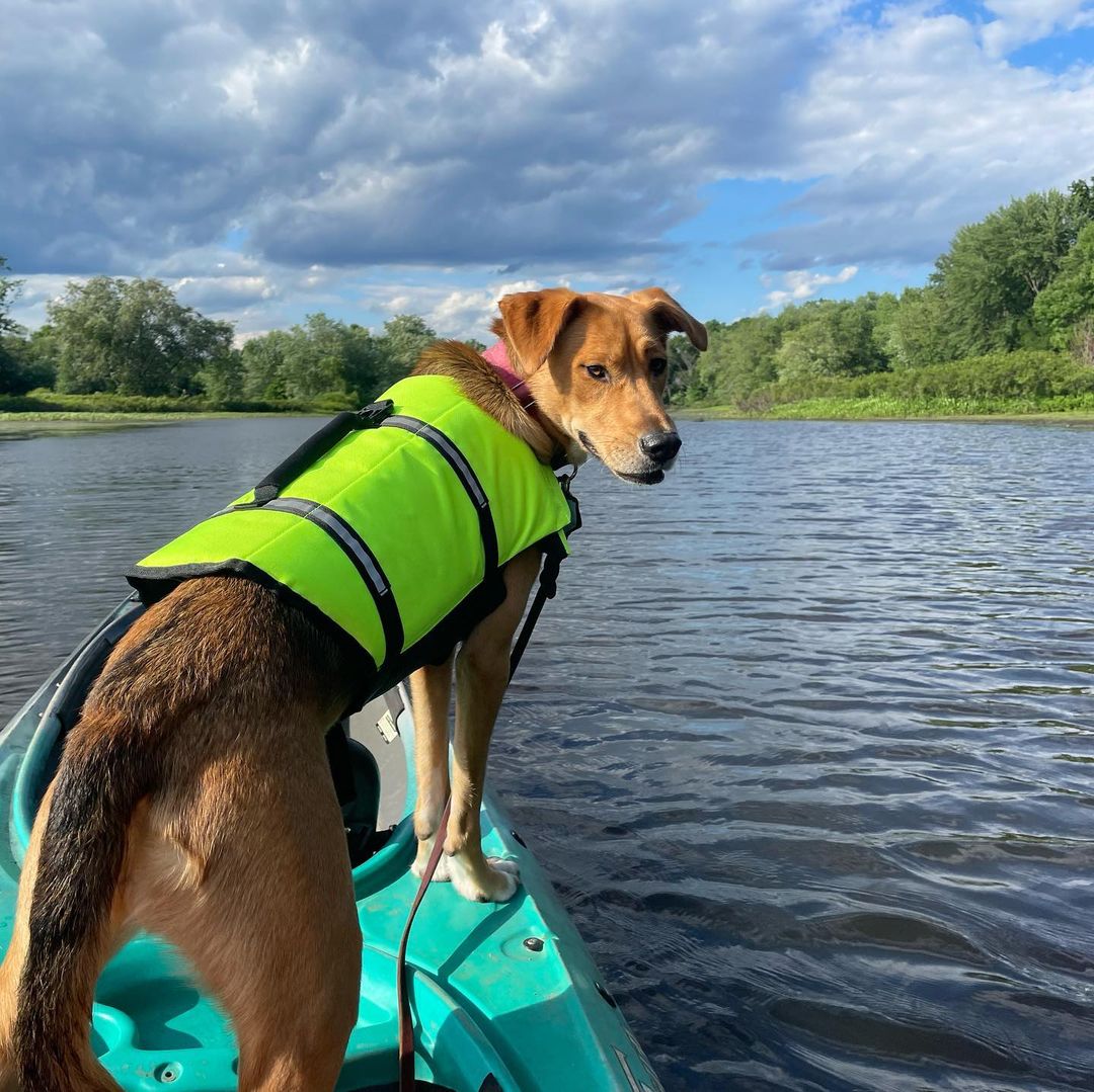 How To Build A Dog Kayak Sidecar? - Softback Travel