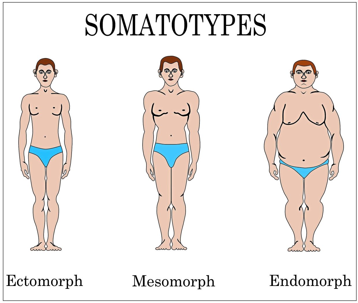 How Endomorph Intermittent Fasting Works? Let's Take A Look