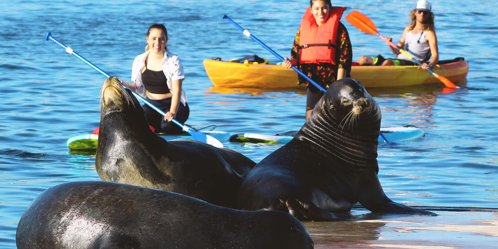 Do Sea Lions Attack kayaks? Let's Find Out