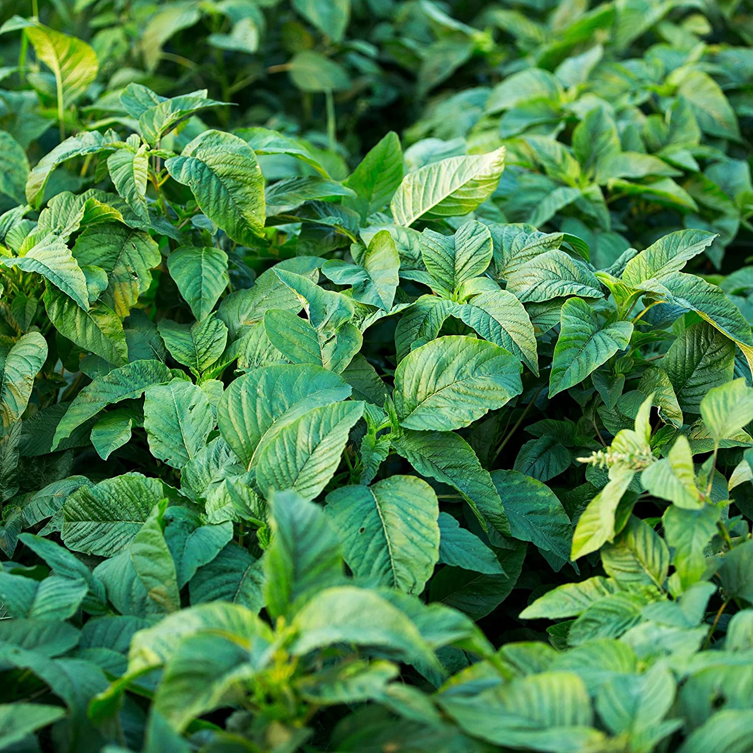 What Is Callaloo? And How Do You Like It?