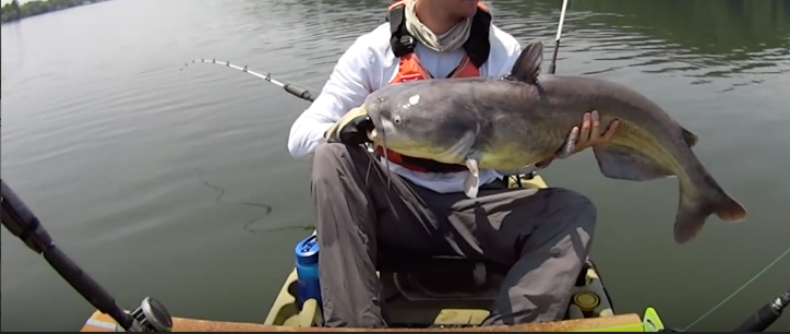 This setup catches big fish #kayakcatfish #kayakcatfishing