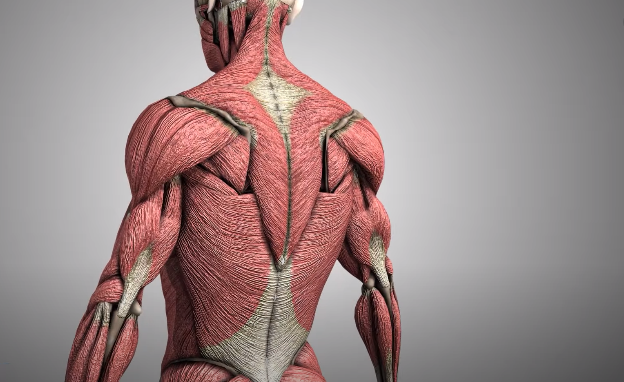 Many People Suffer From Pulled Muscle In back